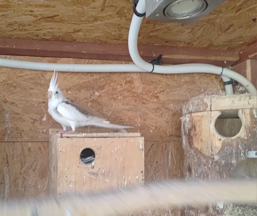 Papugi - papuga nimfa - dorosłych samiec.