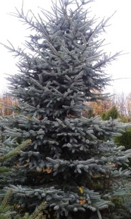 Świerk Srebrny "Glauca" 300-350cm