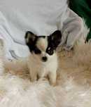 Chihuahua chłopiec długowłosy