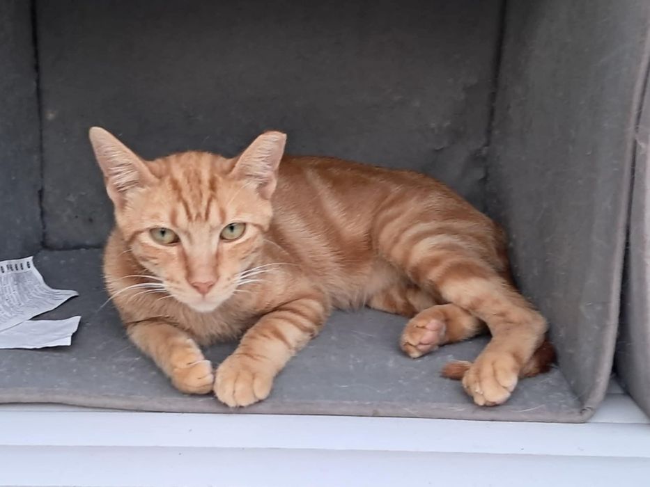 Fábio - gato para adoção