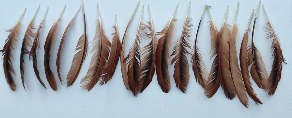 Pióra rude naturalne kury