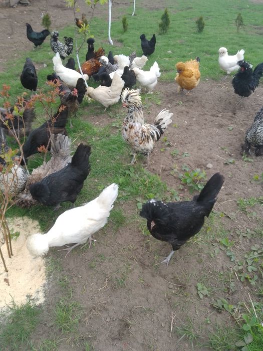 Kury kurczaki nioski silki czubatki brakle sułtan Feniks karzełki rajs