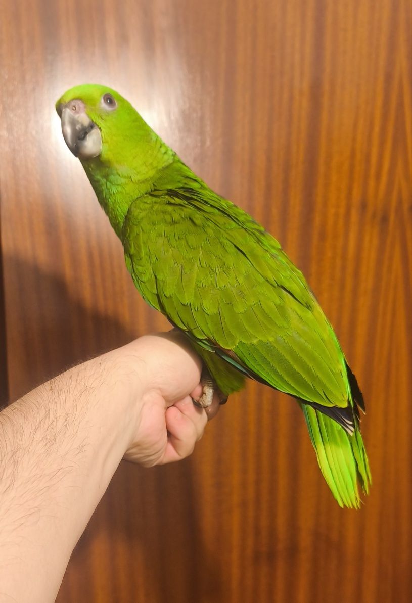 Papagaio amazona o auropallita