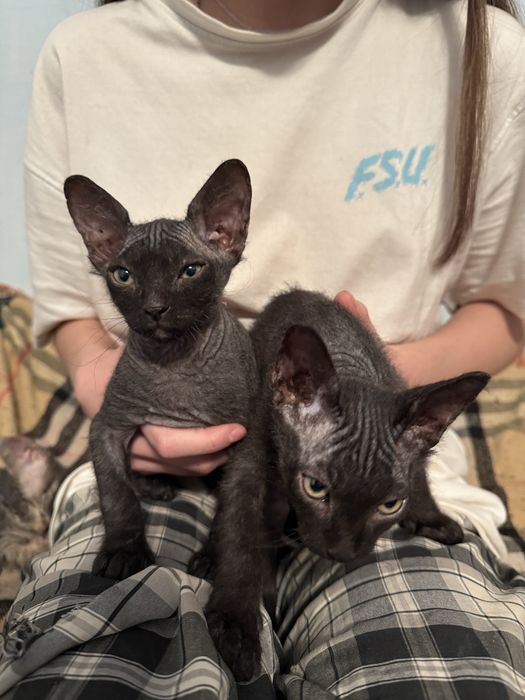 Коты Канадский Сфинкс