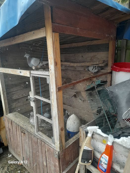 Oddam za darmo klatkę