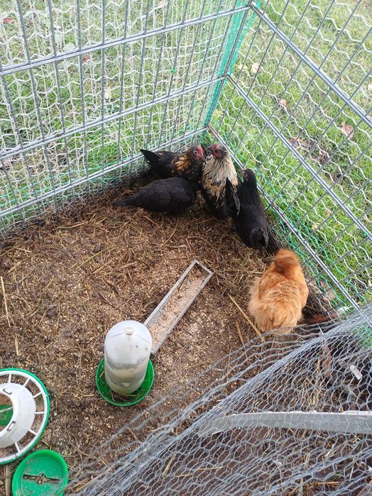 Sprzedam kurki lilipurki