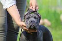 Szary samiec szczeniak Cane Corso