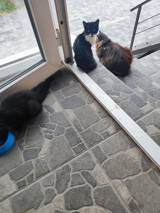 Отдам котят в хорошие руки.