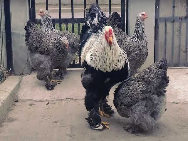 Курчата та інкубаційне яйце  Брами золото, срібло, темна.