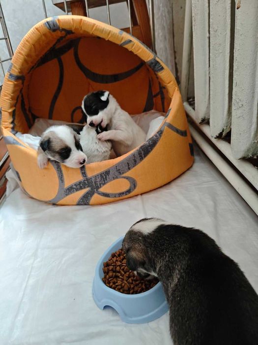 Цуценята шукають родину