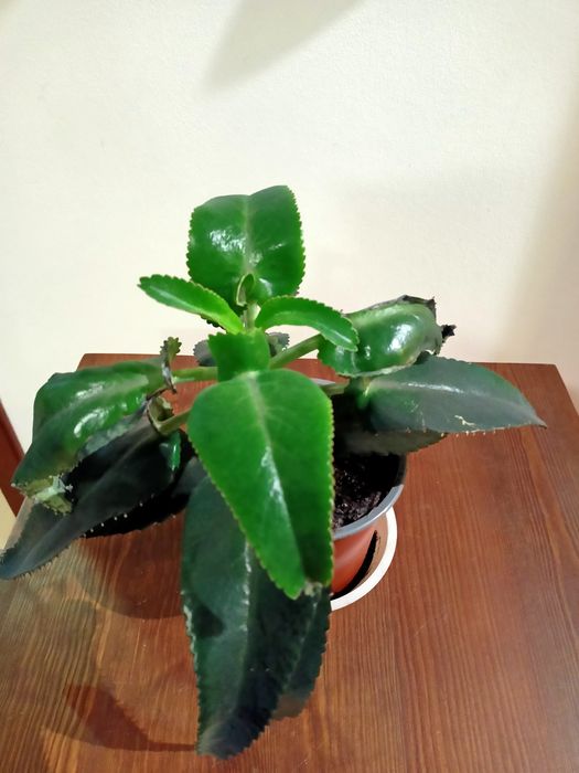 Żyworódka roślina