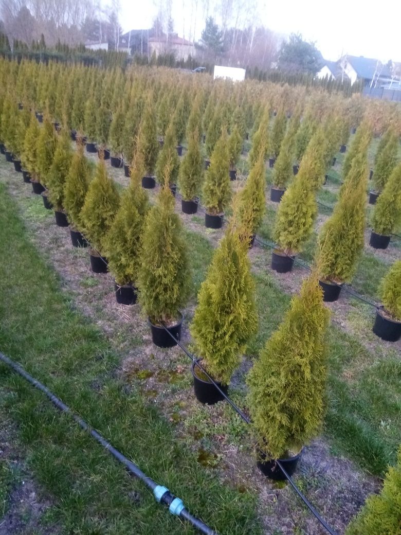 Tuja Thuja szmaragd doniczka 12l do 140cm  35 zł