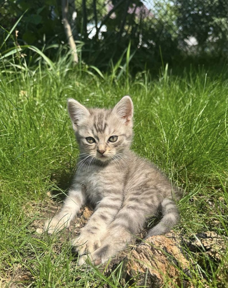 Киця , 2 місяці.