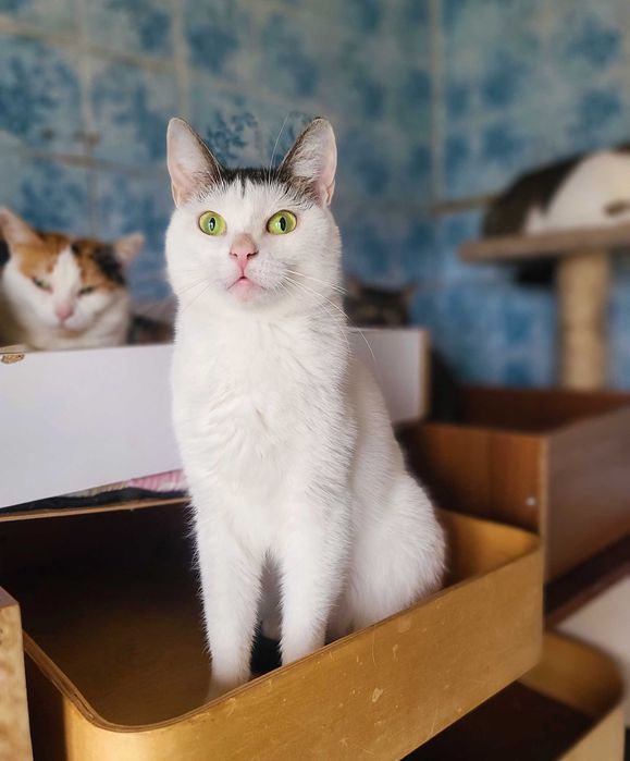 Тутсі, 1рік: ніжна кицюня, що мріє про дім! кішка кошеня кіт кошка