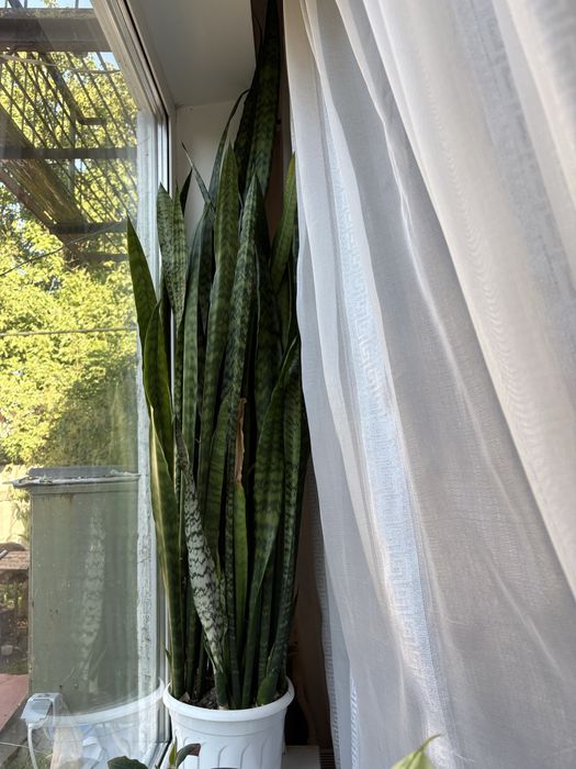 Сансевʼєра 140 см