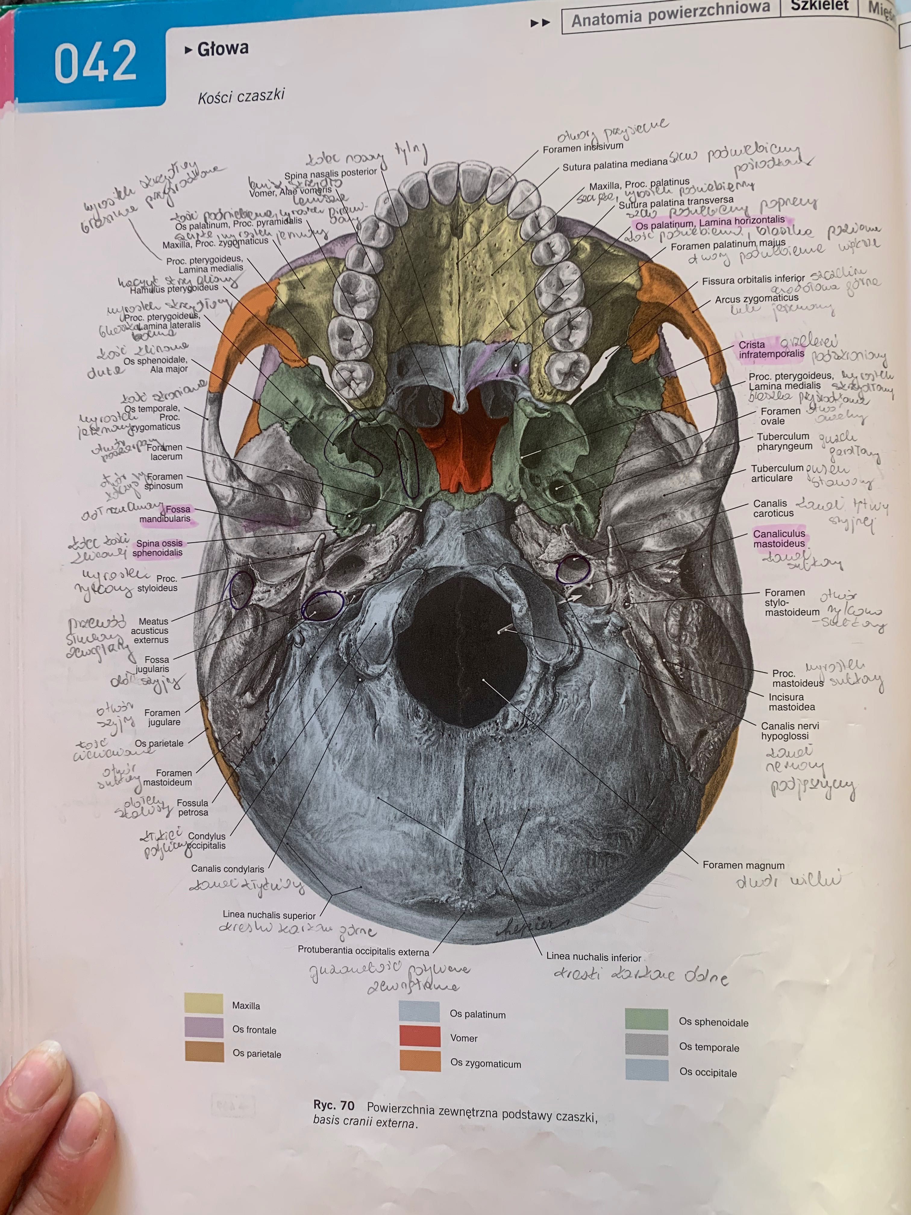Atlas Anatomii Sobotta tom 2