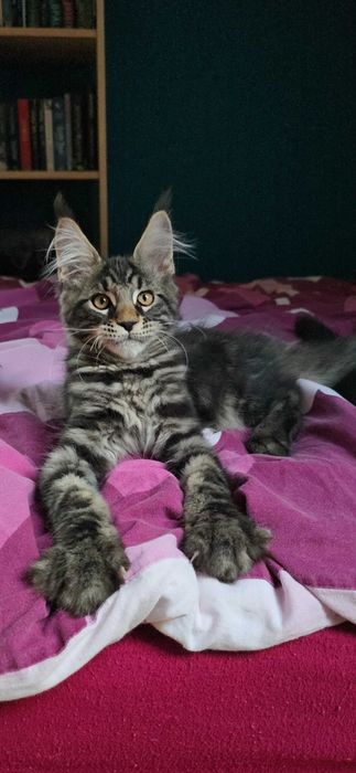 Maine Coon przepiękny klasyk