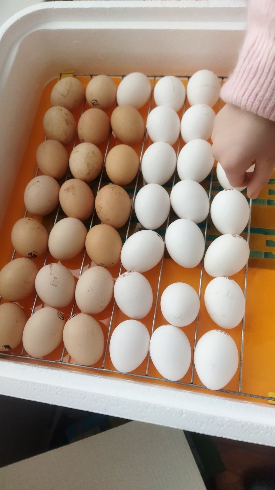 Яйце інкубаційне Ломан Вайт Ломан Браун