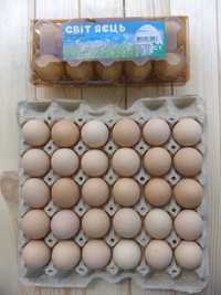 Яйца куриные оптом, яйця курячі
