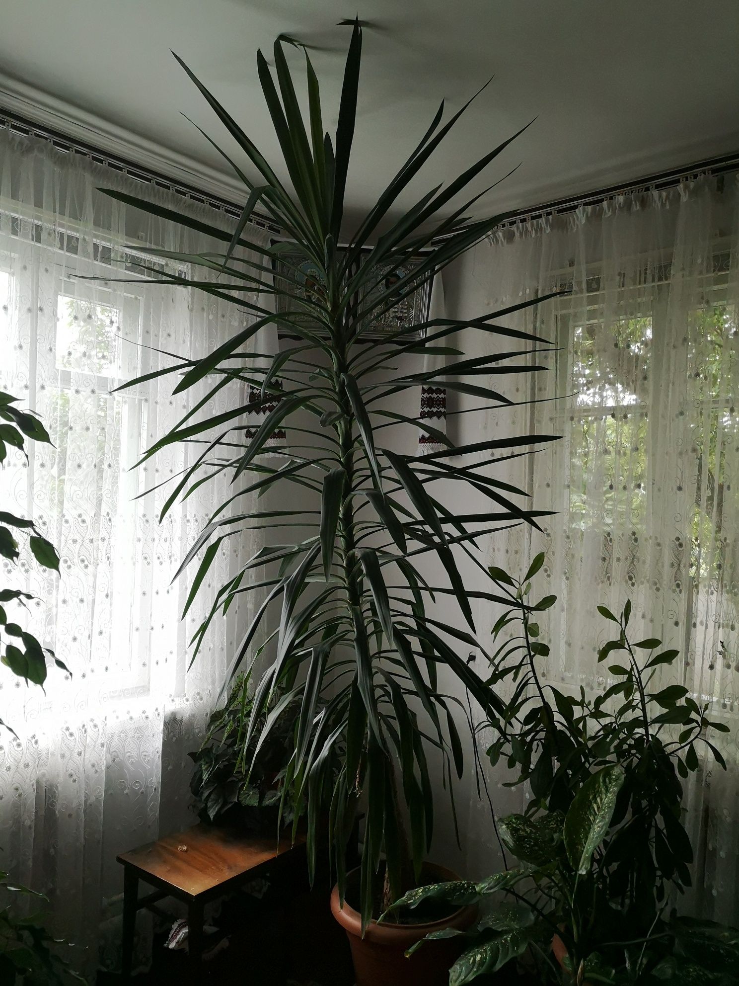 Вазон Юкка гігантська / Yucca gigantea