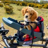 Suporte de bicicleta para cachorro -buddy rider