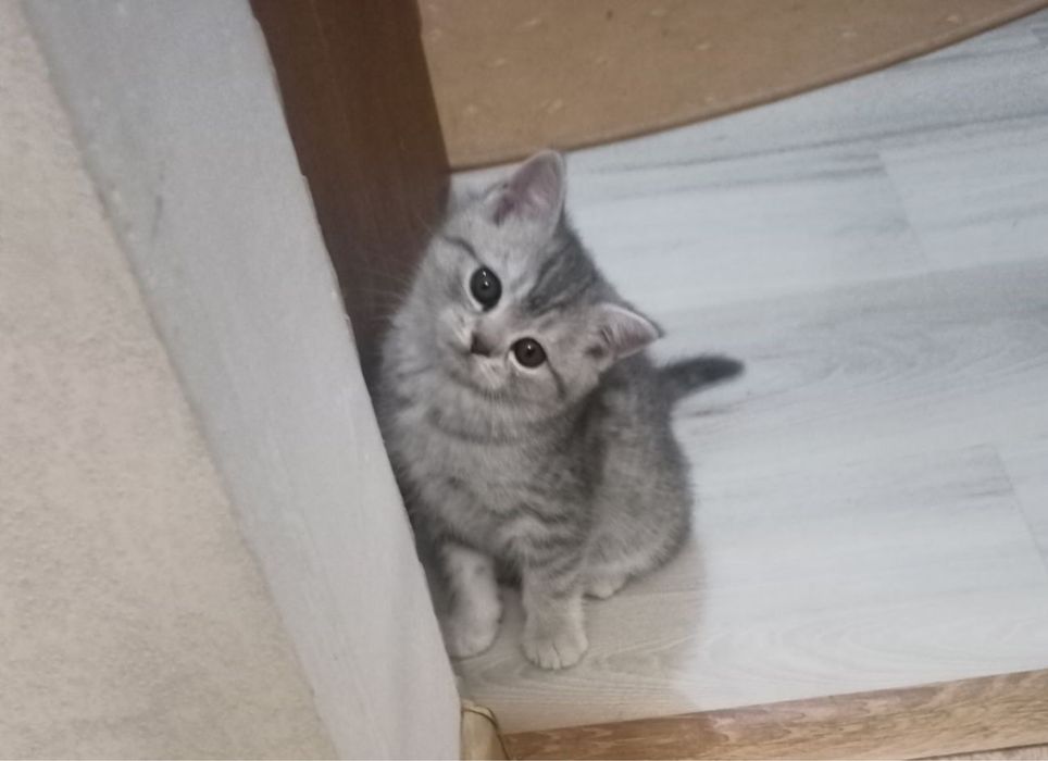 Кошенята 2 місяці