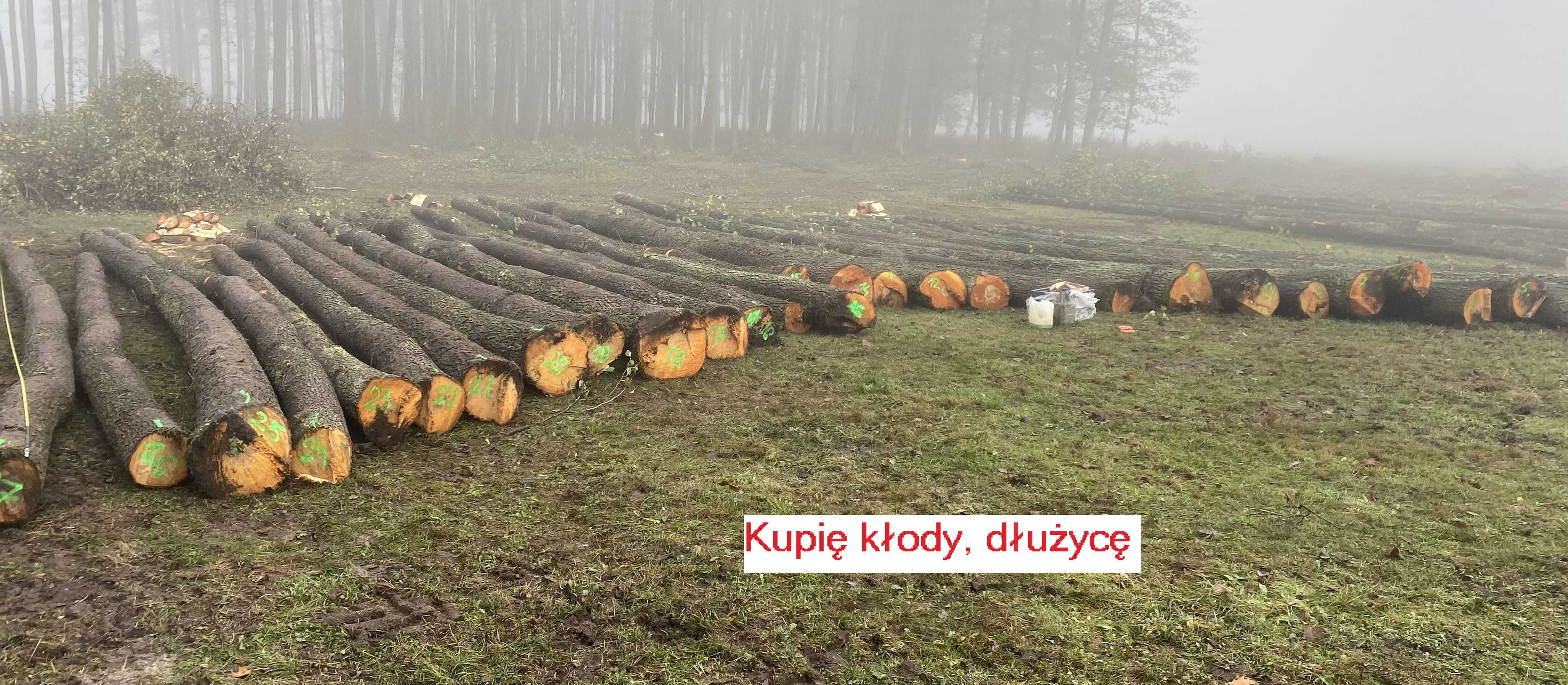 Skup, brzozy tartacznej - dłużycy, kłody papierówki  i inne