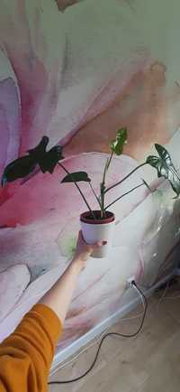 Philodendron dragon camuflage