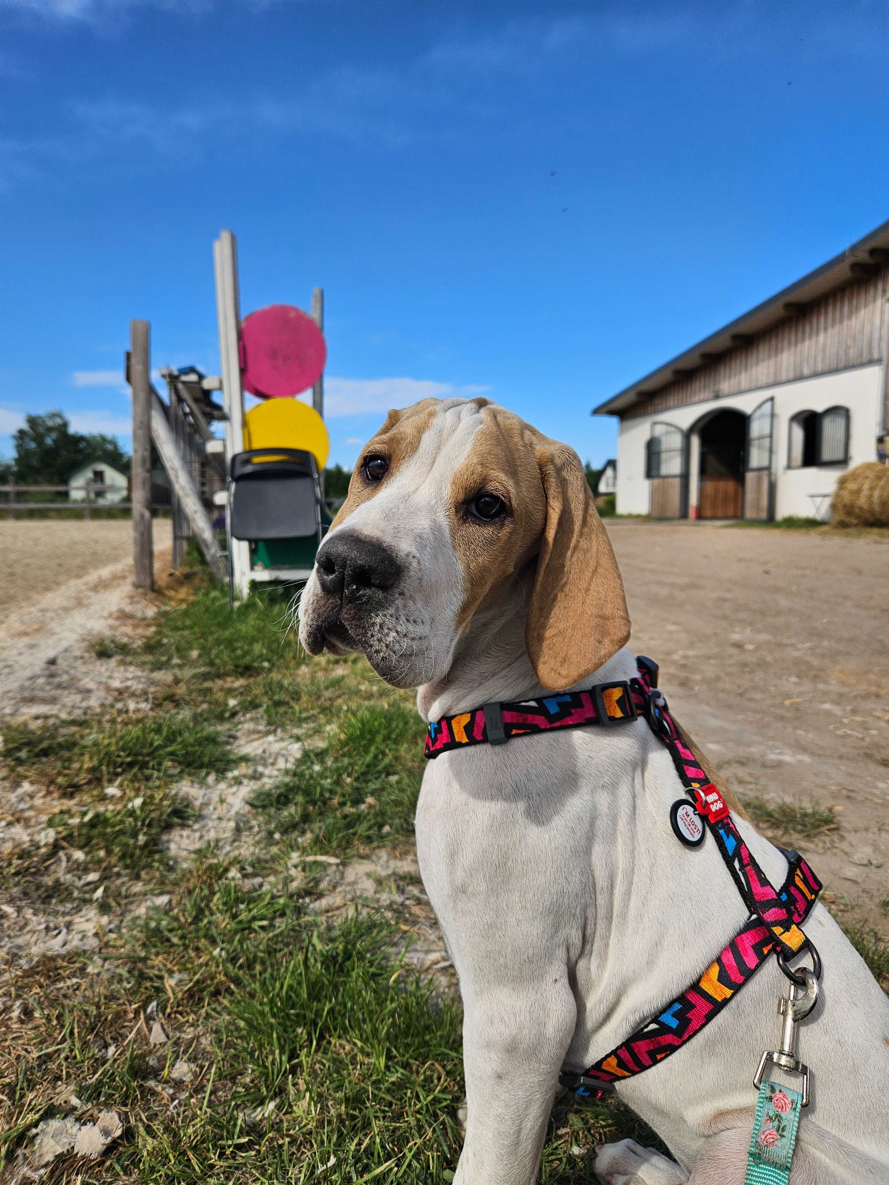 Szczenię English Pointer , Hodowla FCI z 24 letnim doświadczeniem