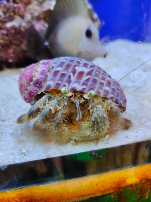 Krab Dardananus - megistos. Morskie