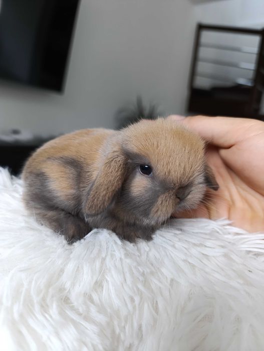 Mini lop karzełek Teddy hodowla zarejestrowana