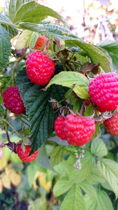 Малина красная  ранняя ремонтантная  сорта , Брусвяна.