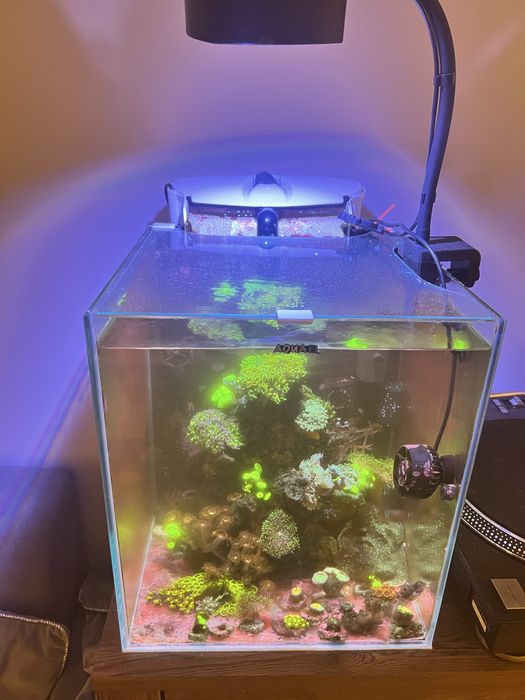 Akwarium morskie zestaw