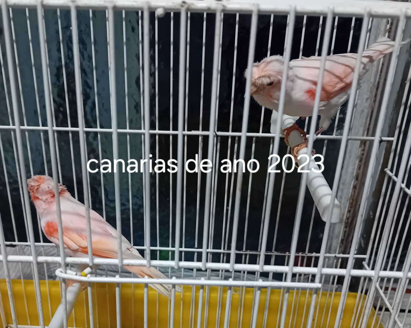 Canario amarelo de 2023