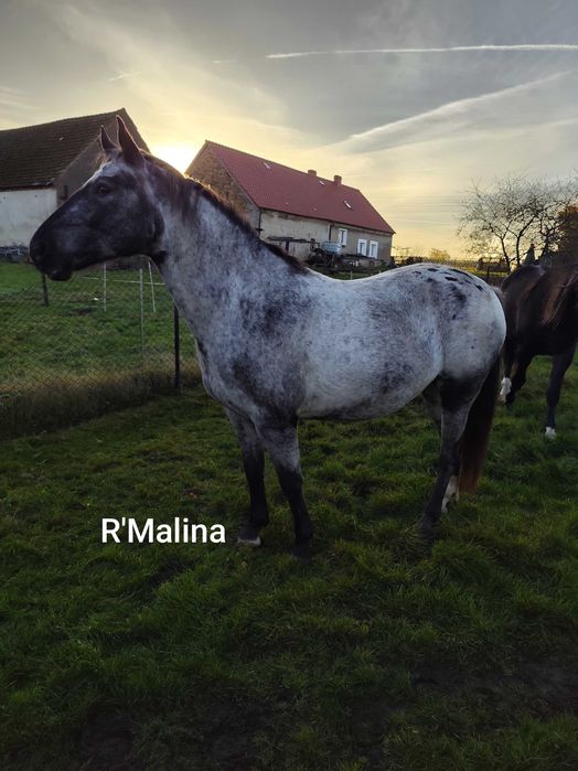 Likwidacja stada koni