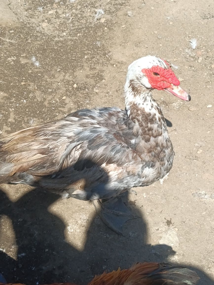 Patos machos e fêmeas adultas