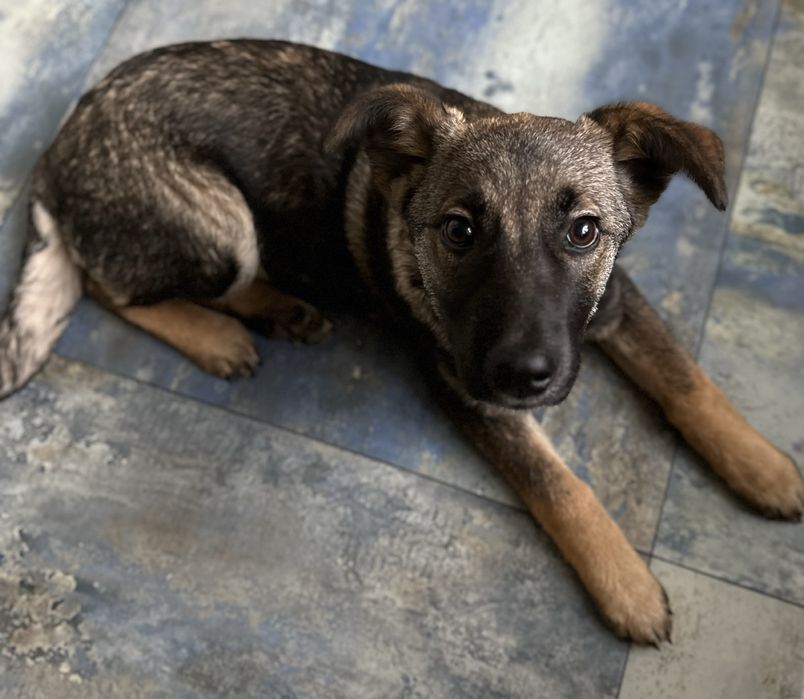 Цуценя дівчинка 4 місяці
