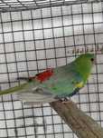 Red Rumped Macho
