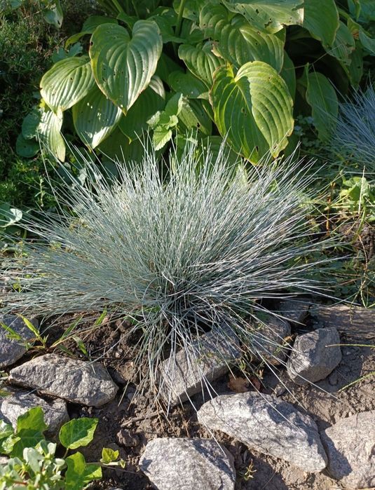 Овсяница сизая  .Фестука