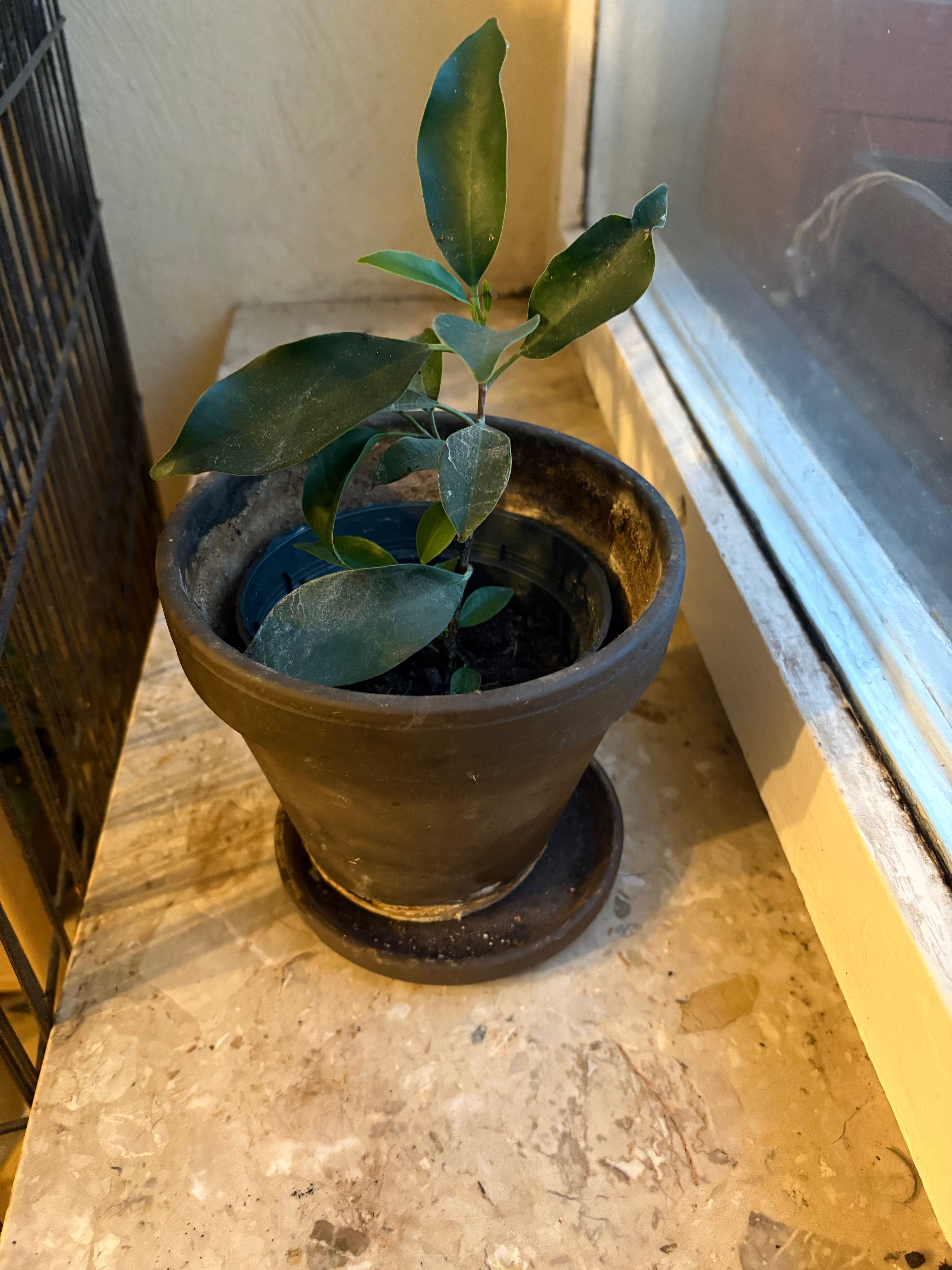 Ficus Benjamina 3 drzewka