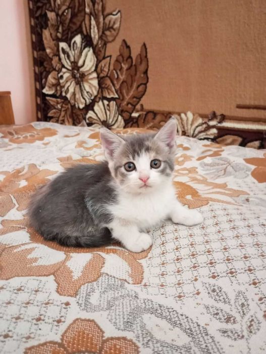 кошенятка 2,5 місяці