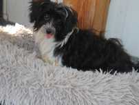Maltipoo - ostatnia suczka