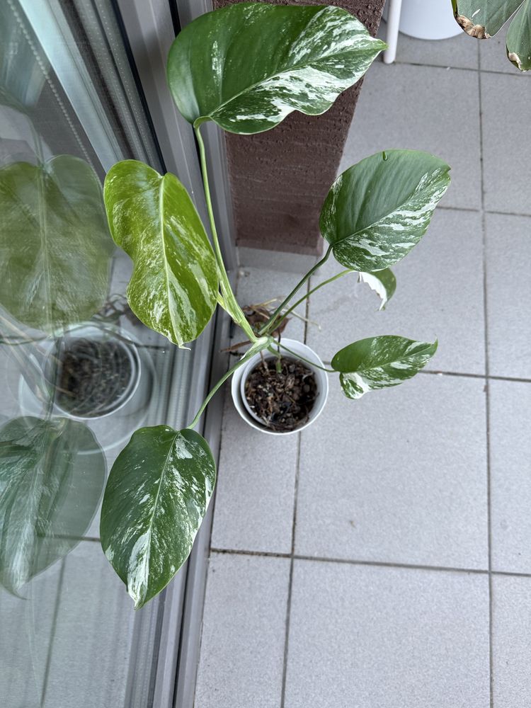 Monstera variegata
