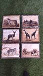 Toalhas de mesa Africanas com animais