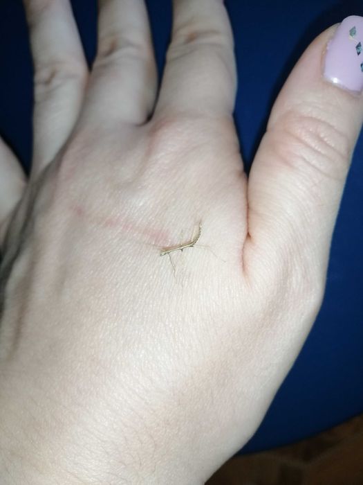 Палочники анамські, анамський палочник