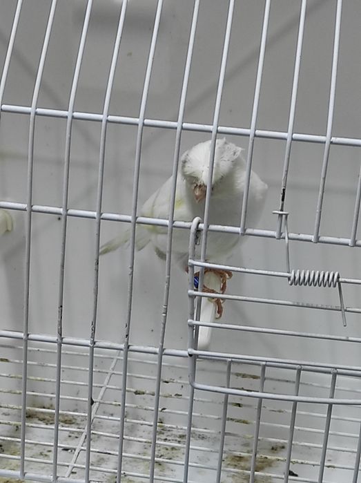 Canários Poupa Alemão