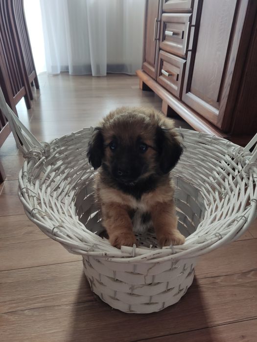 Oddam pieski w dobre ręce