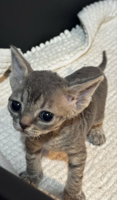 Devon Rex kotka niebieska