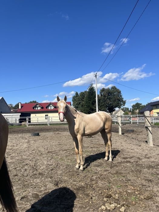 Izabelowata klacz na sprzedaż