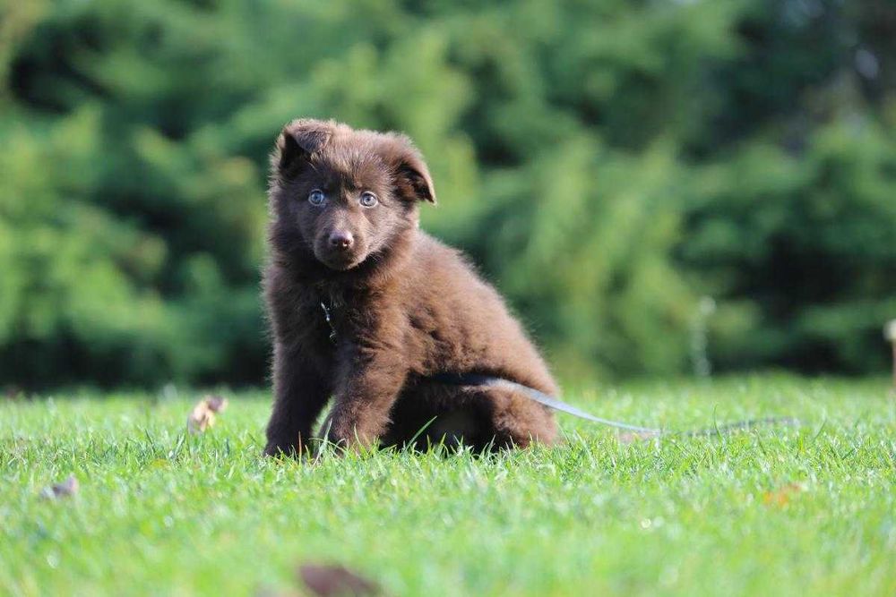 Owczarek Niemiecki czekoladowy szczeniak
